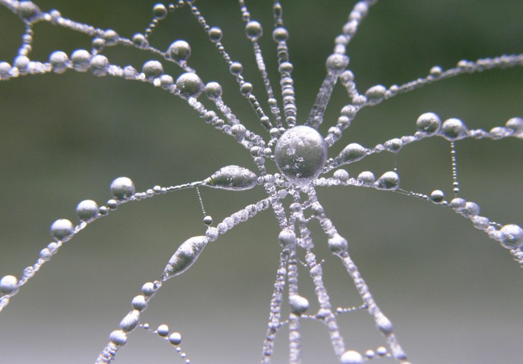  'Ice lace flower'. Credit: Maria Elena Popa (distributed via imaggeo.egu.eu). Early morning shot of a spider web with frozen water droplets. The photo has been turned upside down, to make it look like a flower. 