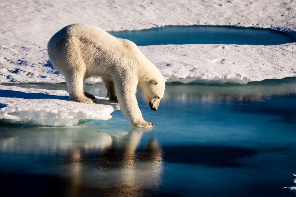  'Mirror Mirror in the sea...' . Credit: Mario Hoppmann (distributed via imaggeo.egu.eu). A polar bear is testing the strength of thin sea ice. Polar bears and their interaction with the cryosphere are a prime example of how the biosphere is able to adapt to an "Active Planet". They are also a prime example of how the anthropogenic influence on Earth's climate system endangers other lifeforms.