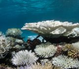 Geosciences Column: How El Niño triggered Indonesia corals die-off