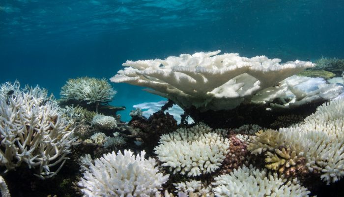 Geosciences Column: How El Niño triggered Indonesia corals die-off