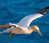 GeoSciences Column: Catch of the day – what seabirds can tell us about the marine environment