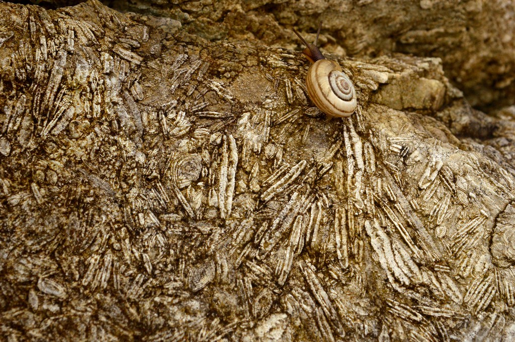 GeoLog Imaggeo On Mondays Nummulites The Living Lentils