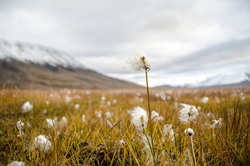 GeoLog Imaggeo On Mondays Arctic Cottongrass In Svalbard