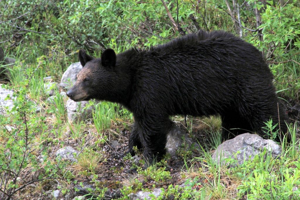 GeoLog | Imaggeo on Mondays: Wildfires leave their mark on Jasper ...