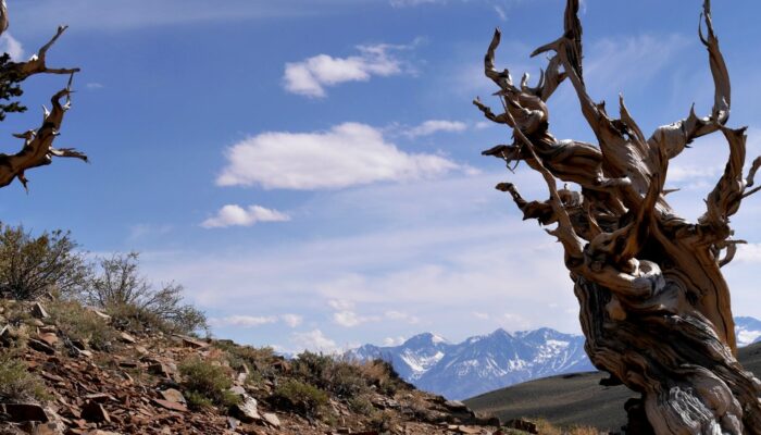 Imaggeo on Mondays: Bristlecone pines, some of Earth’s oldest living life forms
