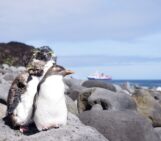Imaggeo on Mondays: On the way to Tristan’s penguins