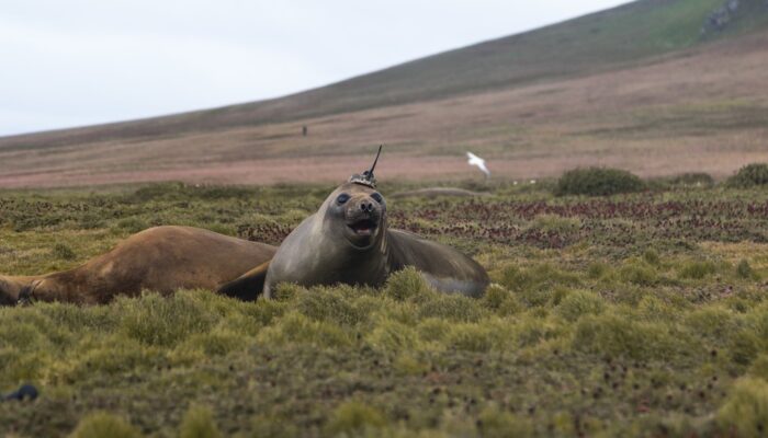 Imaggeo on Mondays: Crowned elephant seals do citizen science
