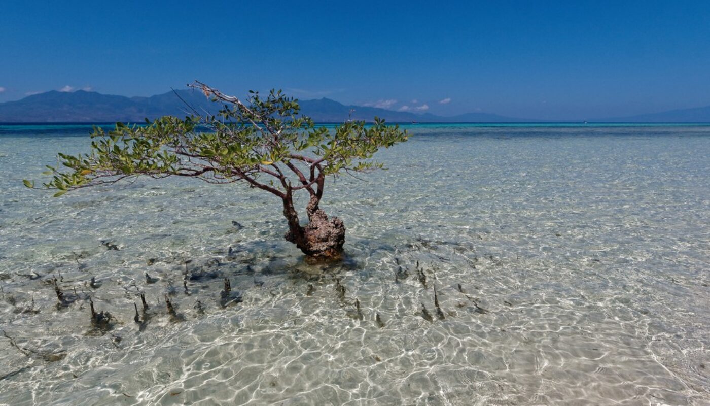 Geolog Imaggeo On Mondays Indonesian Mangroves And Tsunamis