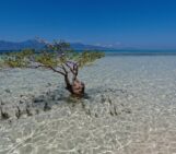 Imaggeo on Mondays: Indonesian mangroves and tsunamis