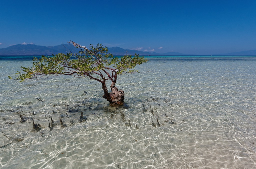 GeoLog Imaggeo On Mondays Indonesian Mangroves And Tsunamis