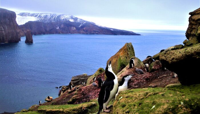 Imaggeo on Mondays: Penguins – a biogeochemical link between sea and land