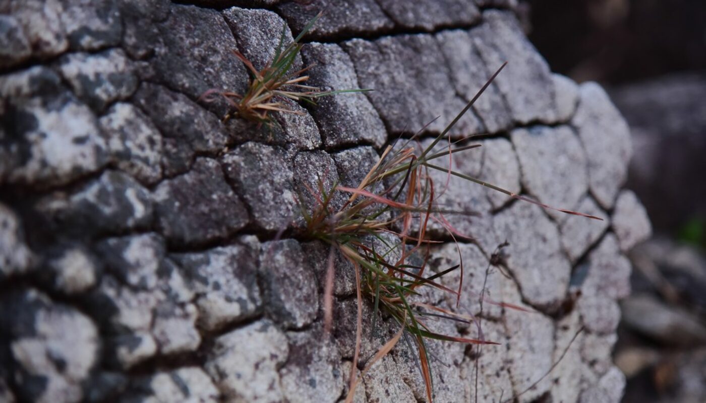 biological weathering of rocks