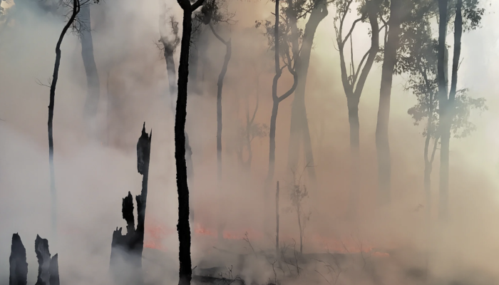 Imaggeo on Mondays: Setting trees aflame to understand the carbon balance of fires