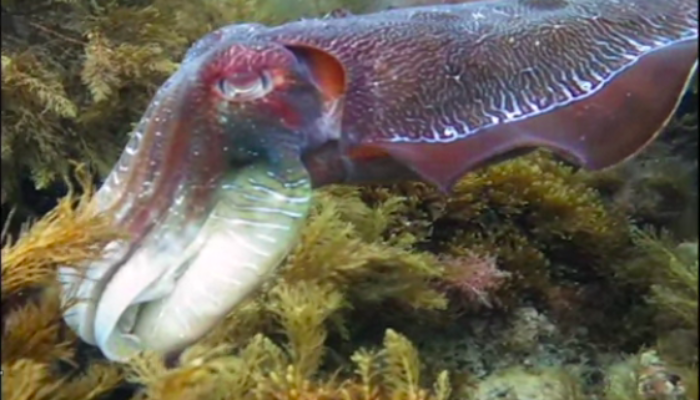 Imaggeo On Monday: Giant Australian Cuttlefish in the Spencer Gulf, South Australia