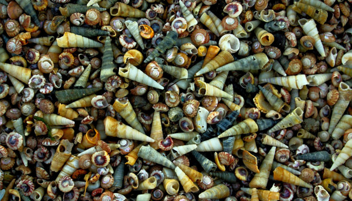 Imaggeo On Monday: A drift of sea-snail shells