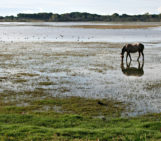 Imaggeo On Monday: Salt marsh in El Rocío (Huelva, SW Spain)