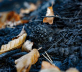 Imaggeo On Monday: Beech leaves on burned ground