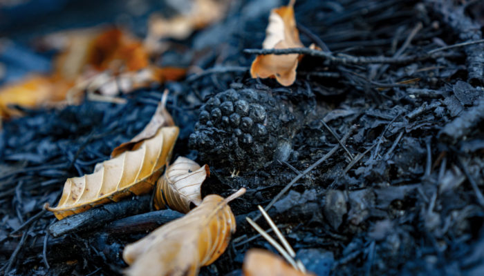 Imaggeo On Monday: Beech leaves on burned ground