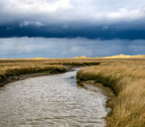 Tidal channel and saltmarsh in Germany