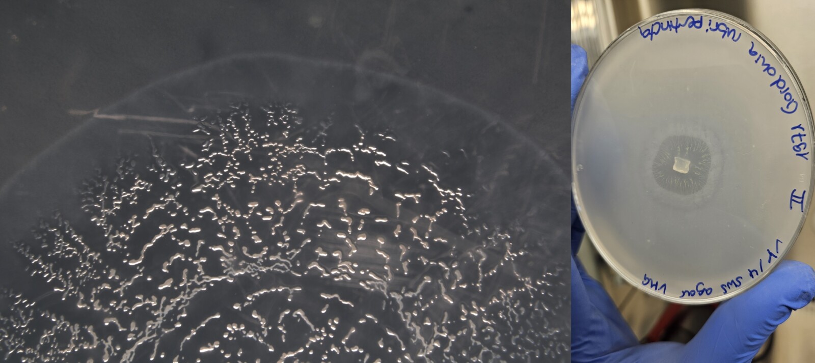 Two photos of a petri dish with a pattern that starts from the middle