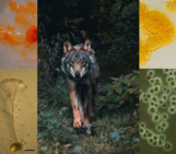 A photo of a wolf in the middle and four microscopic images of colourful bacterial cultures around it.