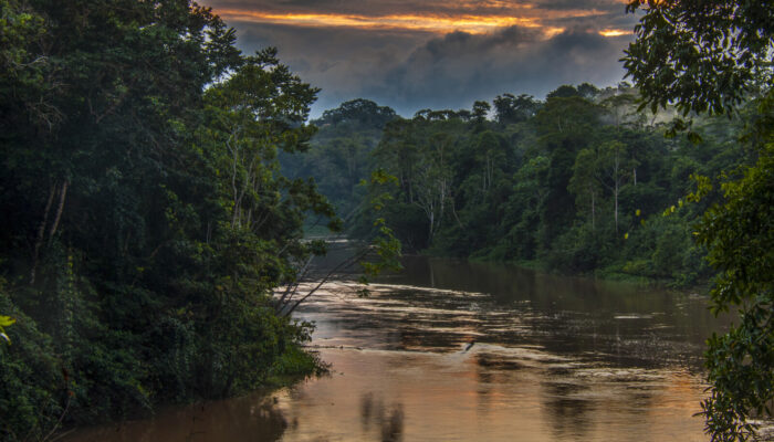 Tropical rainforest, the lungs of our planet, might be releasing more than just CO2!