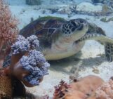Can seabed mapping help restore our blue planet?