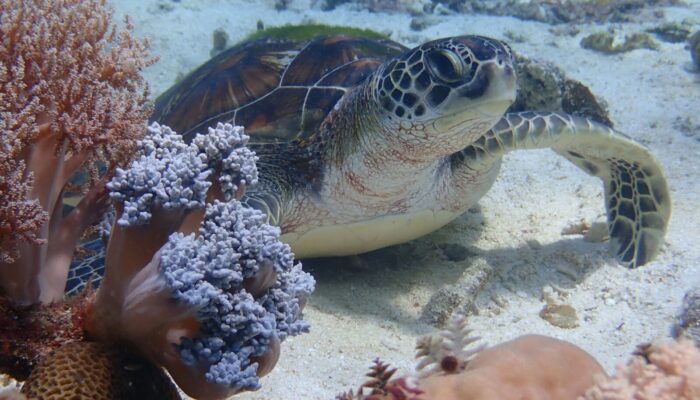 Can seabed mapping help restore our blue planet?
