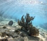 Can seabed mapping help restore our blue planet?