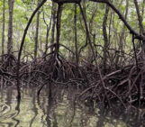 Mangroves: Our coastal guardians of soil, biodiversity, and climate