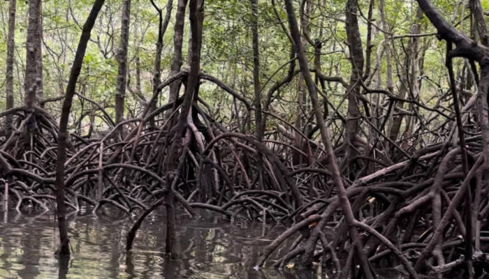 Mangroves: Our coastal guardians of soil, biodiversity, and climate