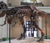 Sue the unconventional tyrant: 35 years of discovery, science, and icon status