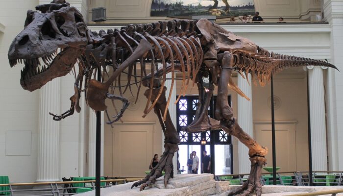 Sue the unconventional tyrant: 35 years of discovery, science, and icon status