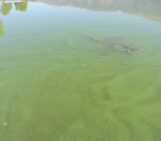 The first case of rights of Nature in Europe: The Mar Menor Lagoon