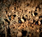 The living skin of our planet: Why a world soil health index is our next great global scorecard