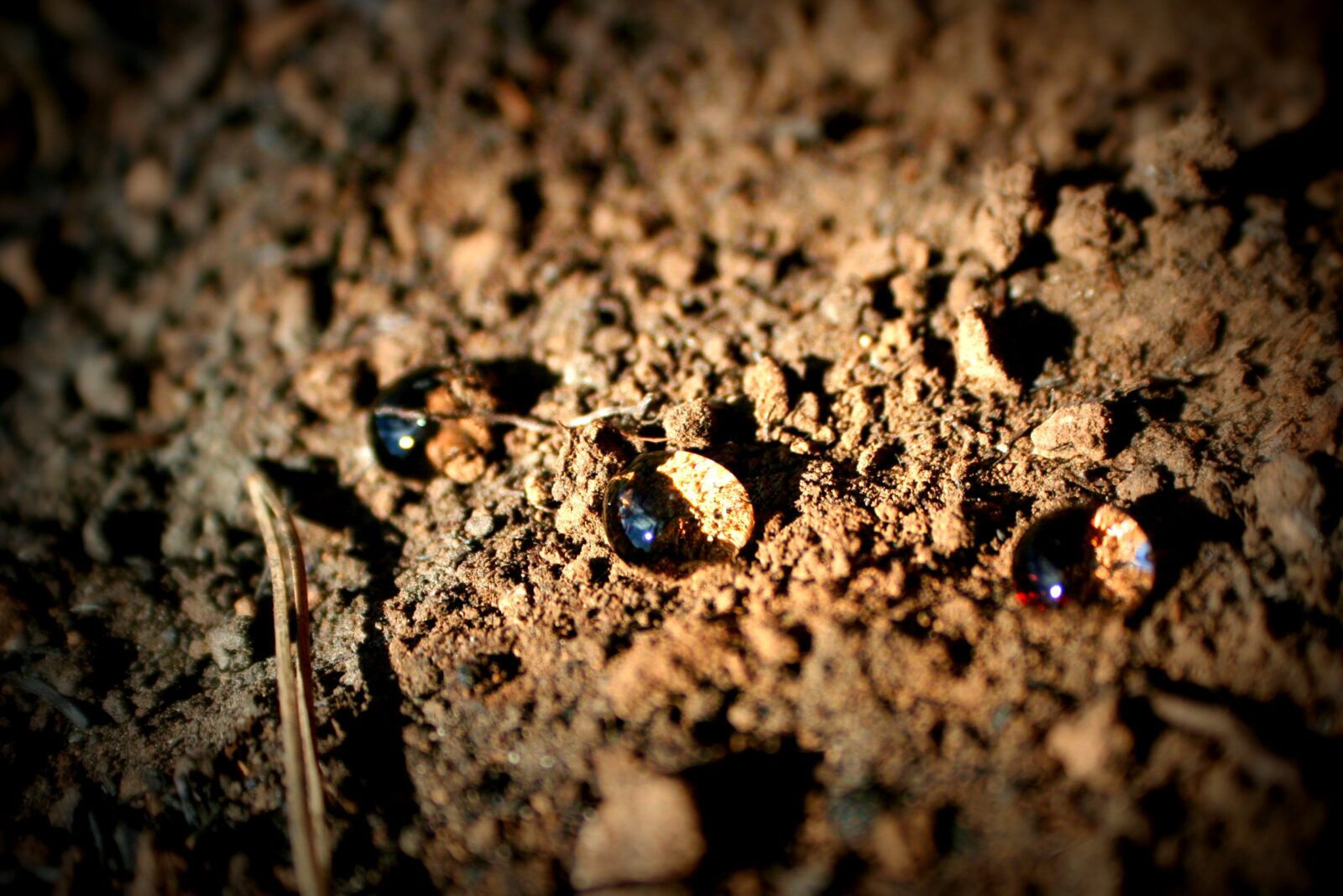 The living skin of our planet: Why a world soil health index is our next great global scorecard | EGU Geolog