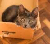 More than just a cat: How Schrödinger invented modern Earth science