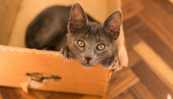 More than just a cat: How Schrödinger invented modern Earth science