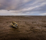 Footprints reveal climate’s mark on mudflats