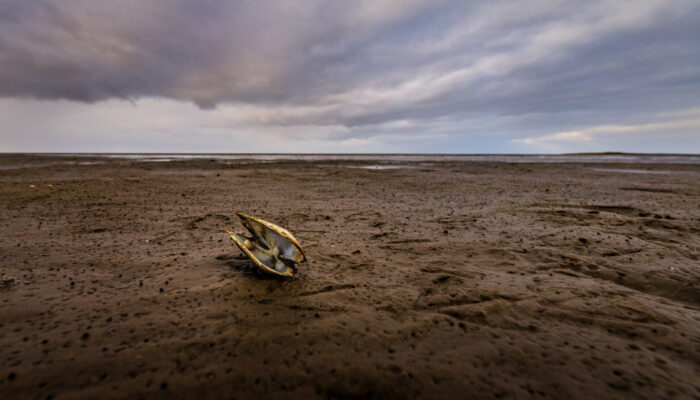 Footprints reveal climate’s mark on mudflats
