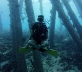 Yes, Nature is transgender too! Between fish, fluidity and finding myself as a trans marine biologist