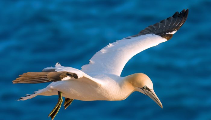 GeoSciences Column: Catch of the day – what seabirds can tell us about the marine environment