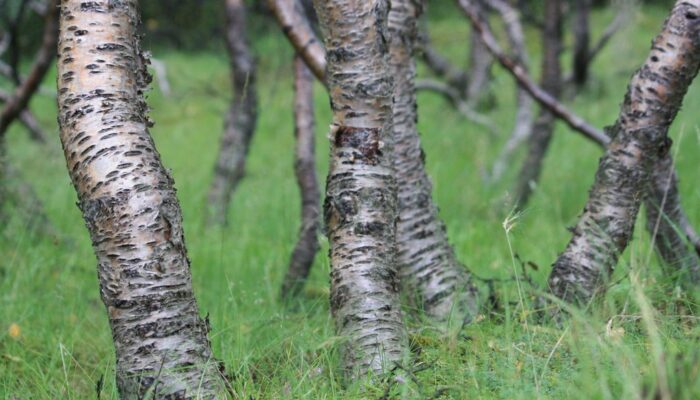 Imaggeo on Mondays: Iceland’s original birch forest
