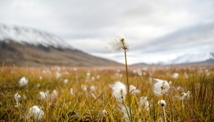 Imaggeo on Mondays: Arctic cottongrass in Svalbard