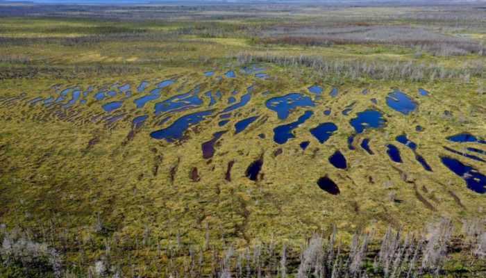The Carbon Potential of Peat