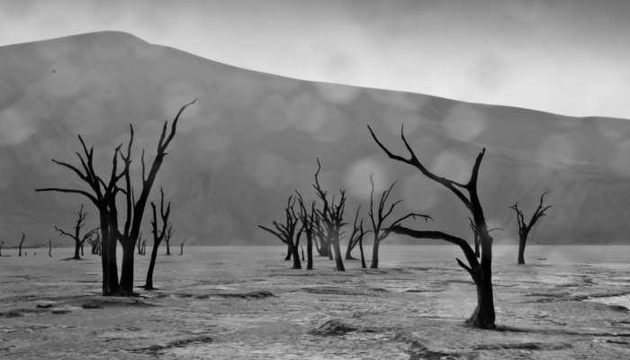 Imaggeo on Mondays: Rain on the Namib Desert