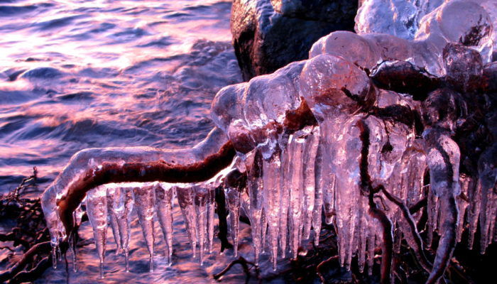 Imaggeo On Monday: Ice-coated roots at sunset
