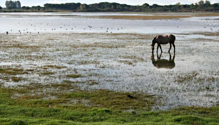 Imaggeo On Monday: Salt marsh in El Rocío (Huelva, SW Spain)
