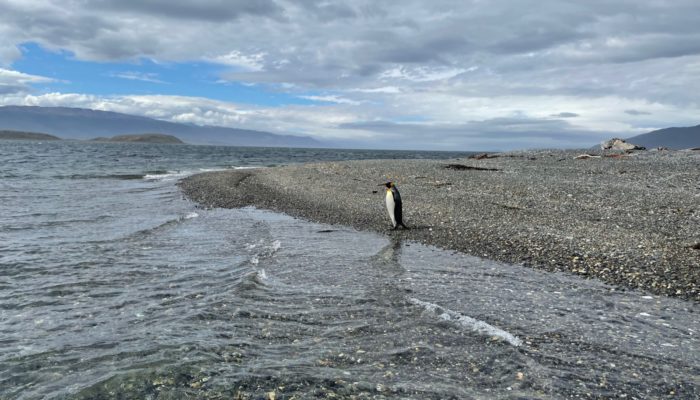 Imaggeo On Monday: King penguin (Beagle Channel)