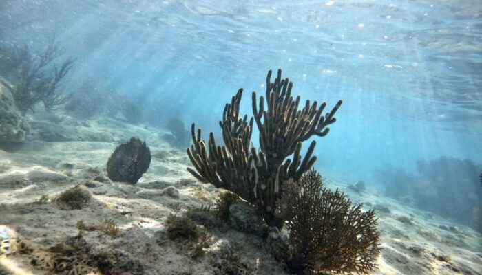 Can seabed mapping help restore our blue planet?